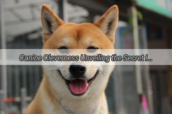 Canine Cleverness Unveiling the Secret Intelligence of Mans Best Friend